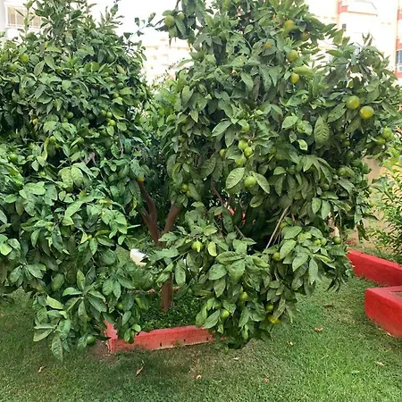 Apartment Gold Sun Mahmutlar