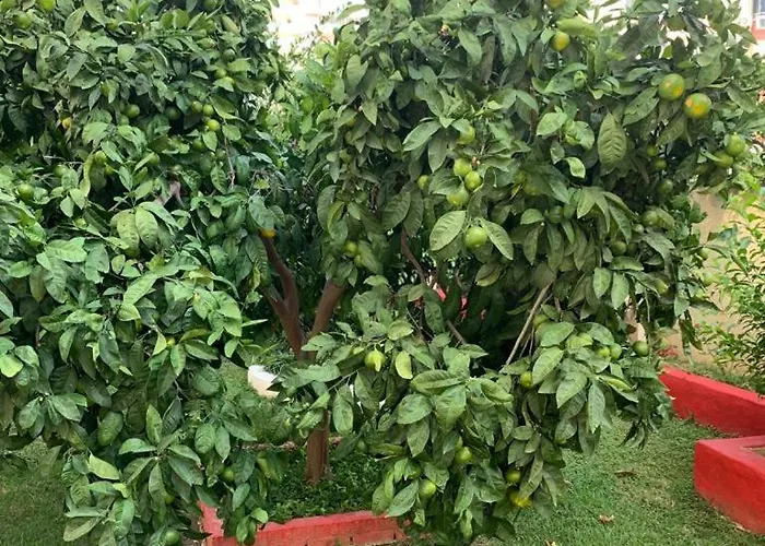 شقة Gold Sun ماهموتلار